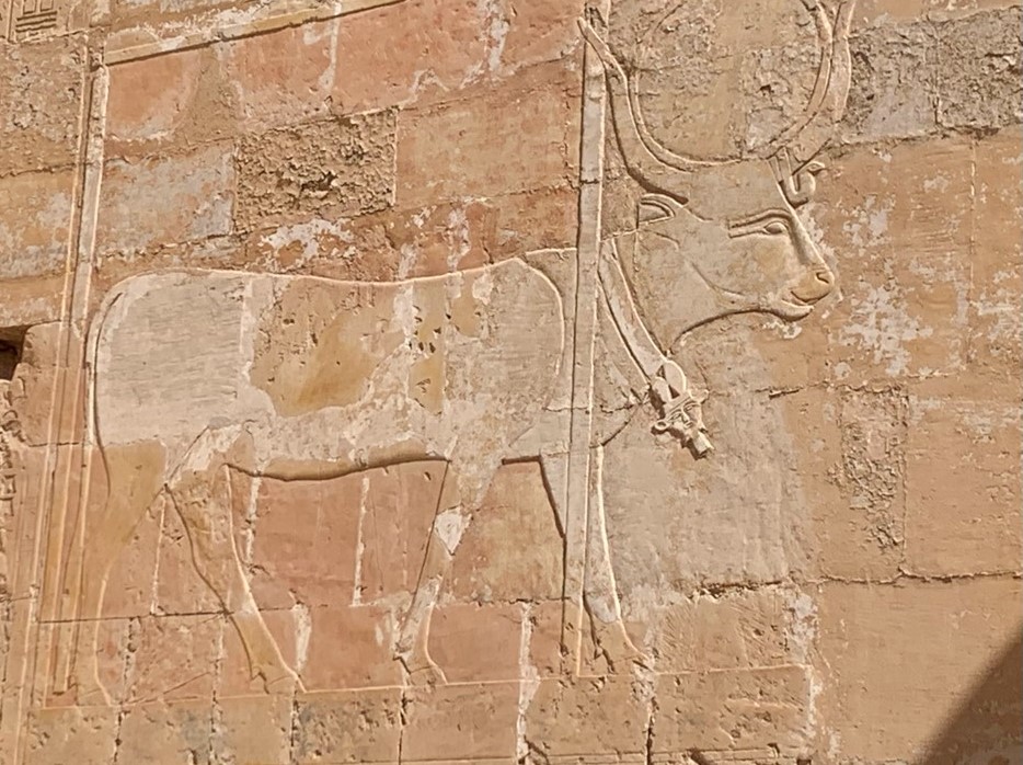 De koe. Deel 6 van dieren als helpers in Egyptische mythologie en